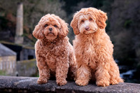 Ted & Maisie Photosession